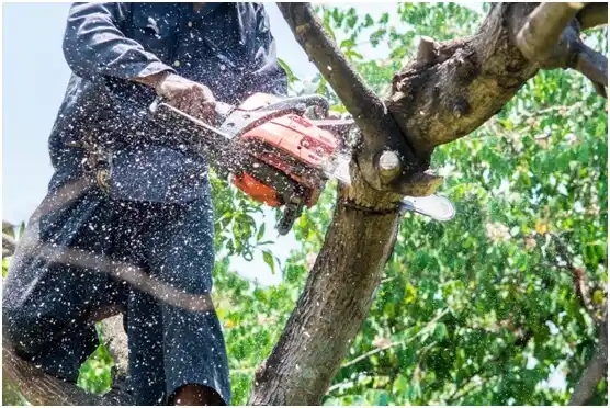 tree services West Wyomissing